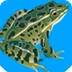Frog Life Cycle Video for Kids