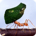 Ant