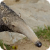Giant Anteater | San Diego Zoo