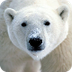 Polar Bear   - el