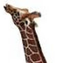 Acht giraffen in Planckendael,