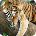  Tigers, Habitat, Behavior