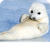 Seal Pup 