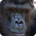 Ivan Shopping Mall Gorilla