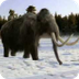 Tribute to Mammoths (Flurry of