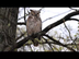 Great Horned Owl Warning Barks