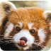 How To Draw A Red Panda - Safe