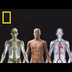 Human Body 101 | National Geog