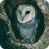 Barn Owl - Birds