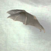 Bats fly in slow motion 2