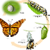 Life Cycle Butterflies