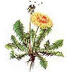papadia planta medicinala