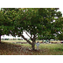 Bucida buceras