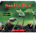 Seed to Plant - YouTube