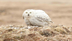 Arctic Snowy Owl - Nesting Cam