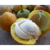 Platonia insignis -