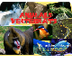 ANIMALS VERTEBRATS jclic