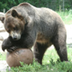 Grizzly Bear