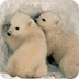 Animal a-z: polar bears
