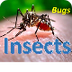 Bugs and Insects for Kindergar