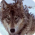 Wolf Watch