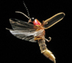 Firefly.org | Firefly & Lightn