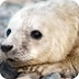 Gray Seal Pupping Cam