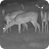 South African Wildlife Cam