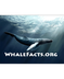 Whale Facts For Kids