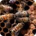 Honey Bees And Pollinati