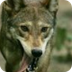 Animals for Kids: Red Wolf