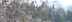 Adaptations of coast redwood