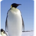 Penguins for Kids: Learn about