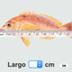 Mesura longitud