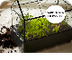 Gardening 101: Terrarium