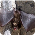 Bats | Basic Facts About Bats 
