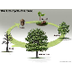 Tree life cycle