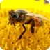 Pollinator Live