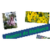 Plantes de Mallorca - Presenta