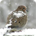 Vogels helpen in de winter - S