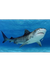 Shark Video