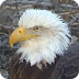 Decorah Eagles Cam 