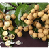 Longan: una exótica
