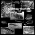 Fossils of the Cambrian Explos