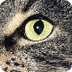 NAJUversum - Wie Katzen sehen