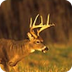 Whitetail Deer Photos, trophy 