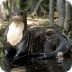 Giant River Otters, Giant Rive