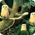 ▶ Owl Babies - Picture Book An