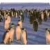 Life of Penguins Video