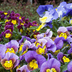 Best Winter Flowers for Color 